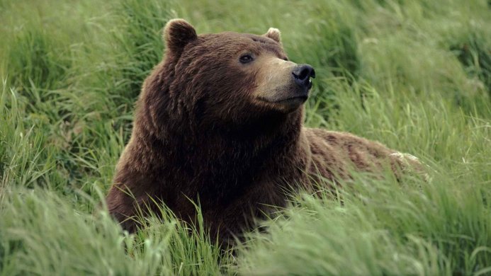 A grizzly bear resting in tall green grass