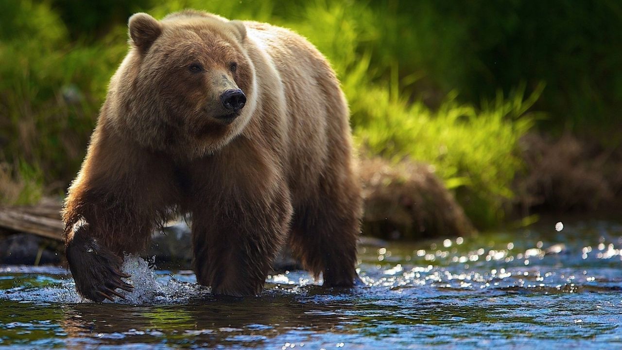 Brown grizzly bear walks through a river