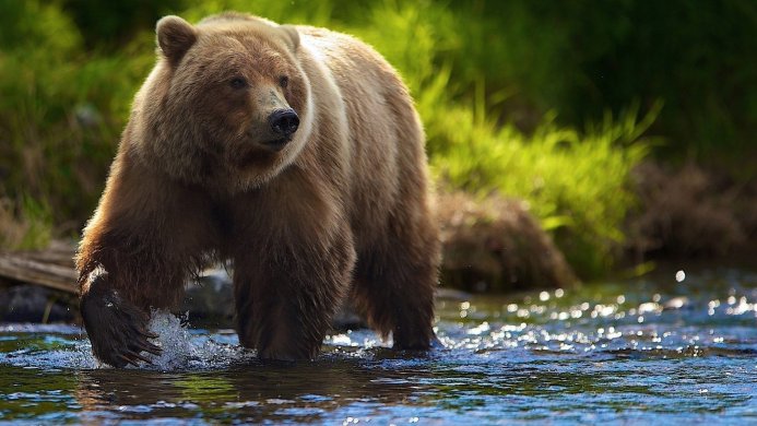 A grizzly bear wading through a shallow river with green foliage in the background