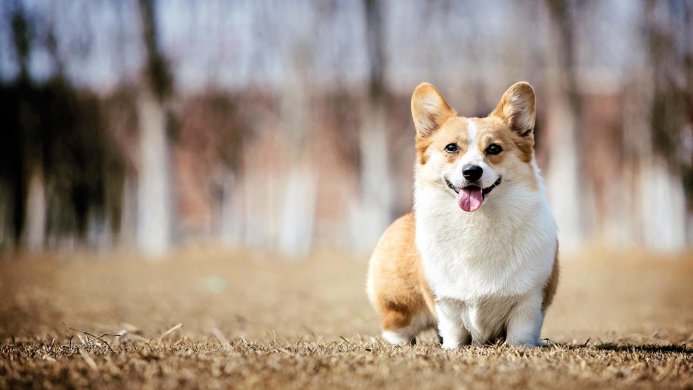 A happy corgi dog sitting in a field with its tongue out