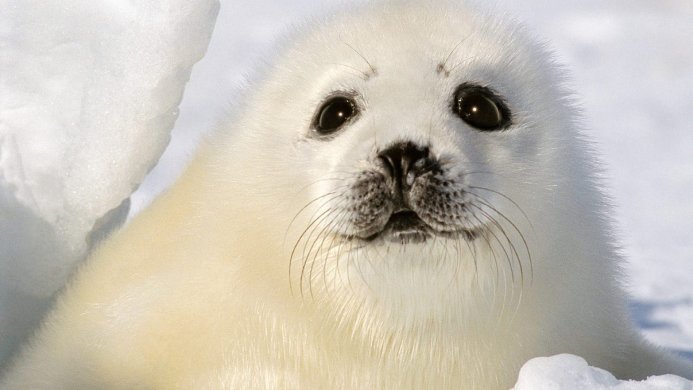 Close-up of a white Harp Seal pup on ice