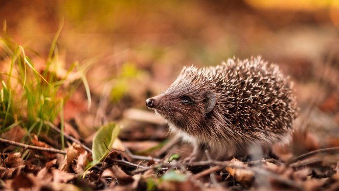 A hedgehog walking through fallen leaves in autumn