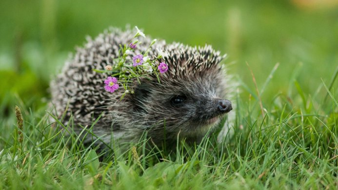 A hedgehog with flowers on its head sits in the grass
