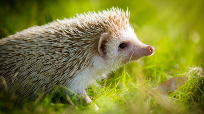 A cute hedgehog in green grass, looking to the right