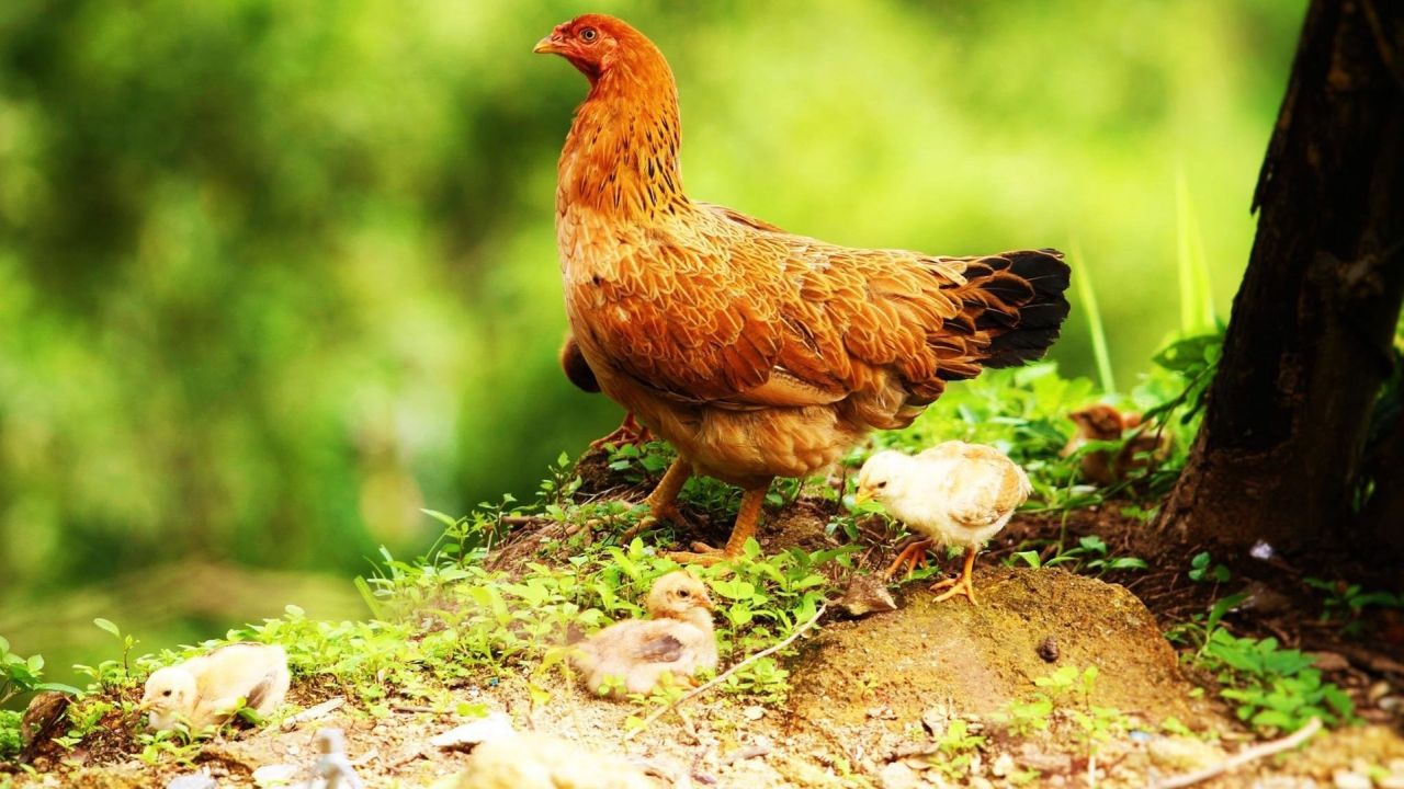 Hen and chicks outdoors green background