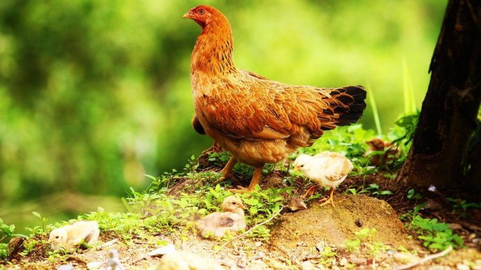 Hen and chicks in a grassy area with a tree in the background