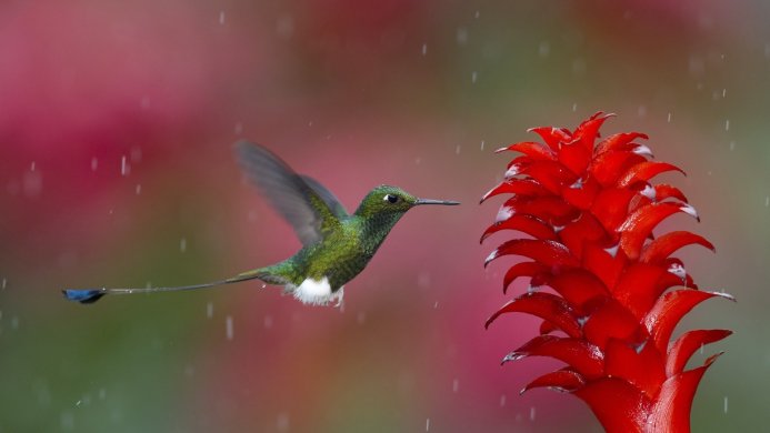 Hummingbird flying to a red bromeliad in the rain