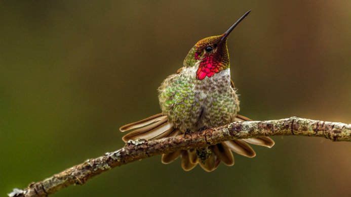 A hummingbird perched on a branch with green and red feathers
