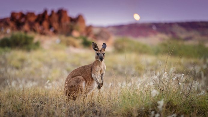 A kangaroo standing in a grassy field with blurred mountains and a light sky in the background