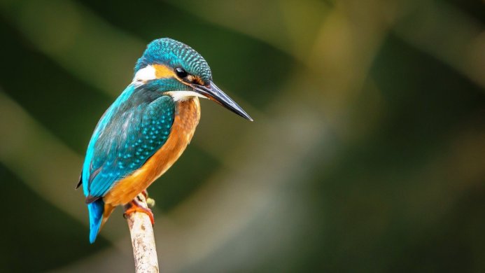 A close-up shot of a kingfisher perched on a branch, vibrant plumage