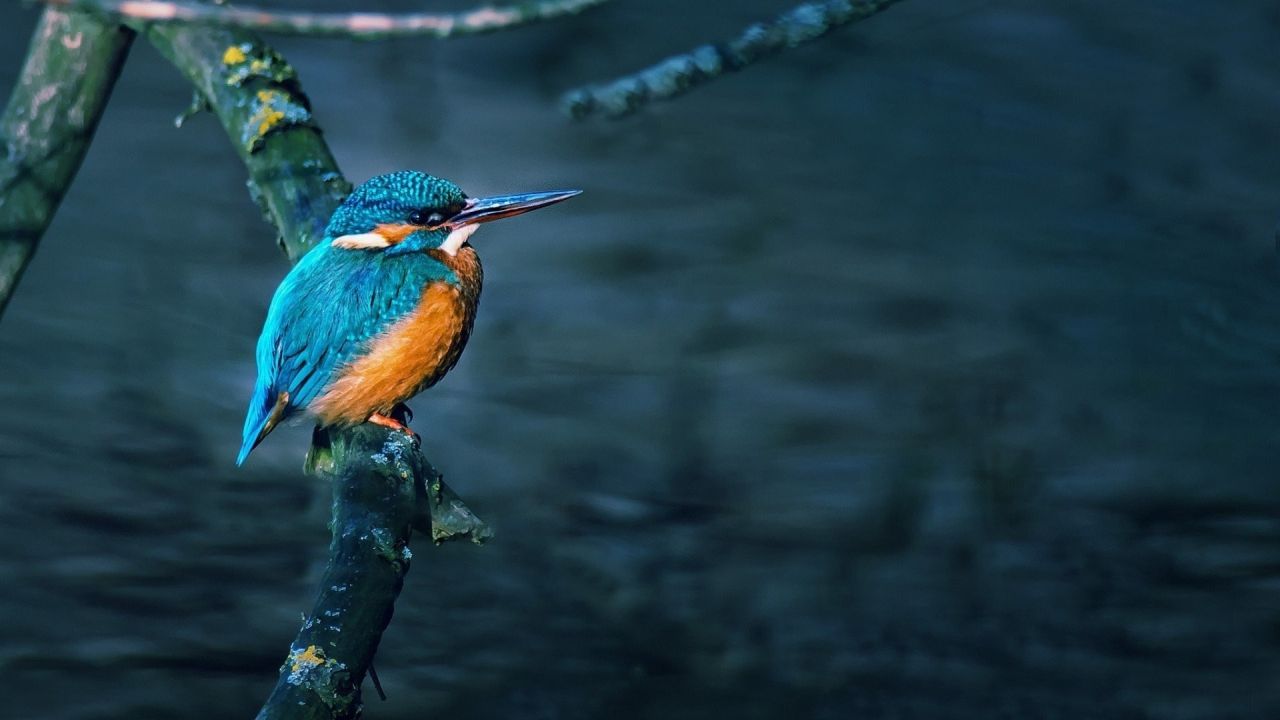 Kingfisher bird perched on a branch