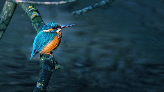 A kingfisher perched on a branch against a blurred dark blue background