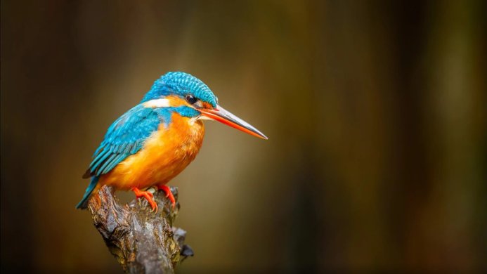 A Kingfisher perched on a branch, vibrant blue and orange plumage