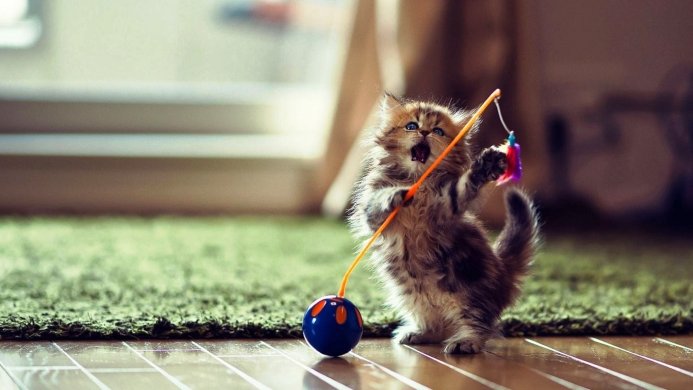 Fluffy kitten playing with a toy on a wooden floor