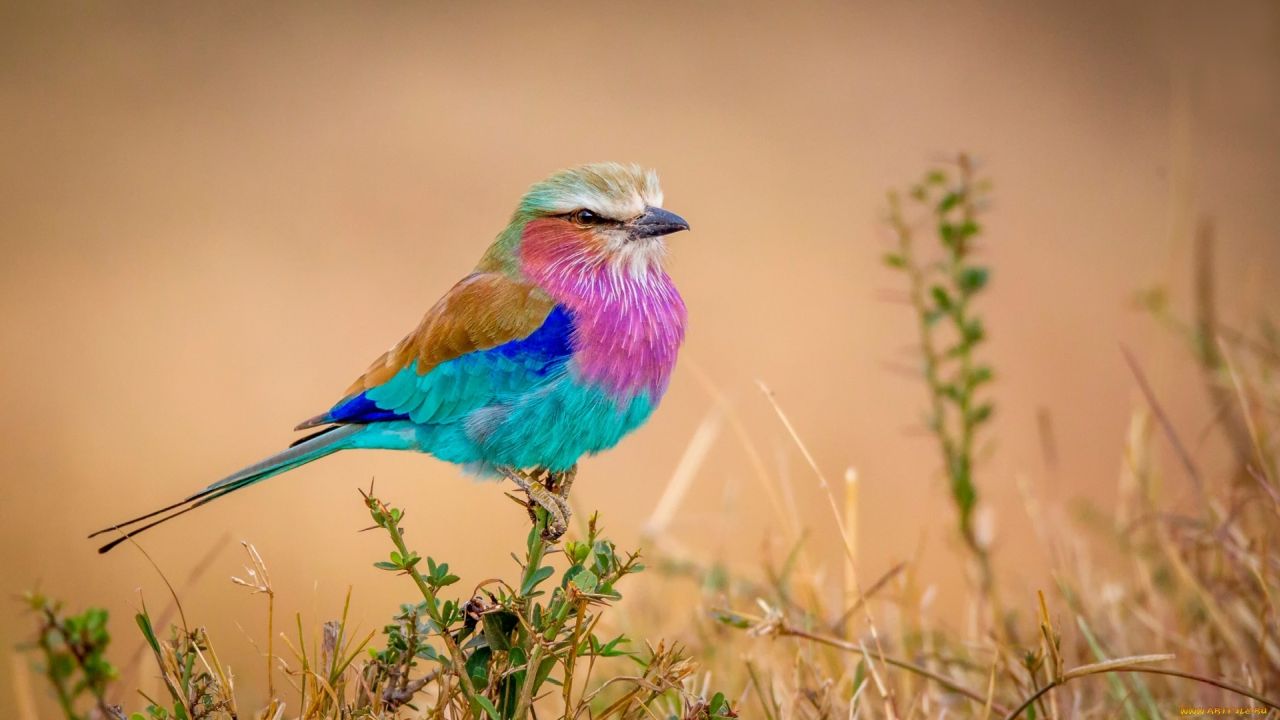 Vibrant lilac breasted roller bird on branch