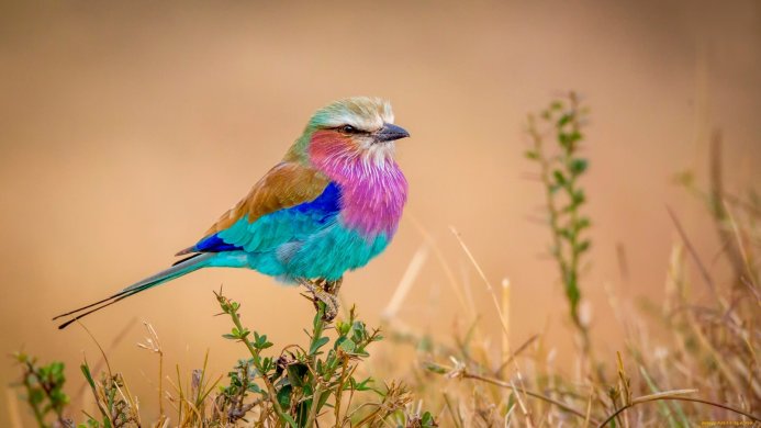 A lilac-breasted roller perched on a small bush in a field of dry grass