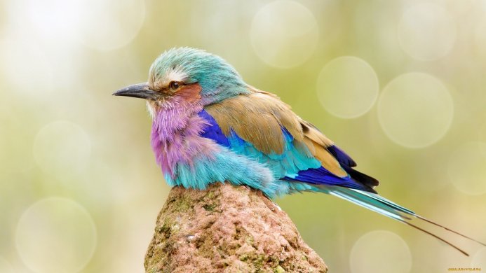A lilac-breasted roller bird perched on a rock against a bokeh background