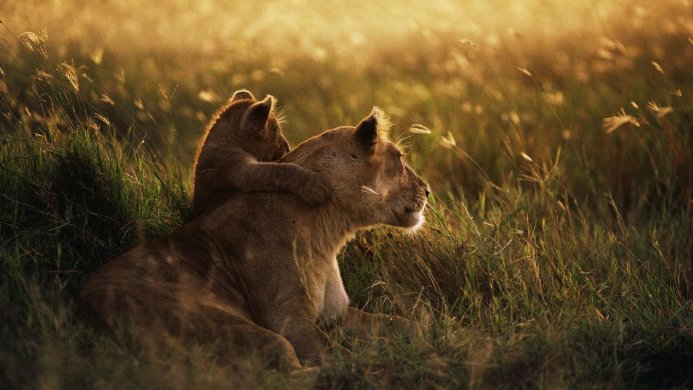 Lioness and her cub lying in tall grass in warm light