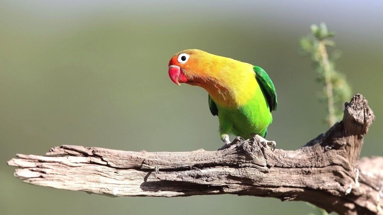Colorful lovebird perched on a branch