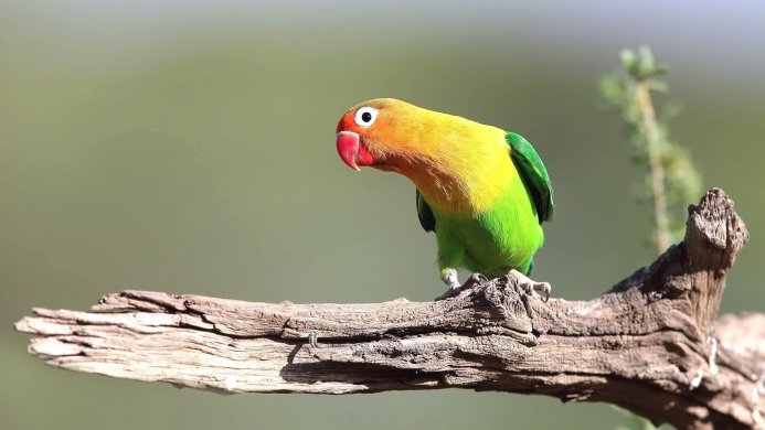 A colorful lovebird perched on a branch against a blurred green background