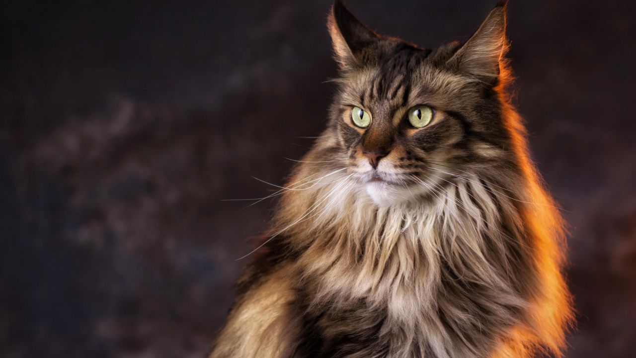 Brown Maine Coon cat with green eyes looking sideways