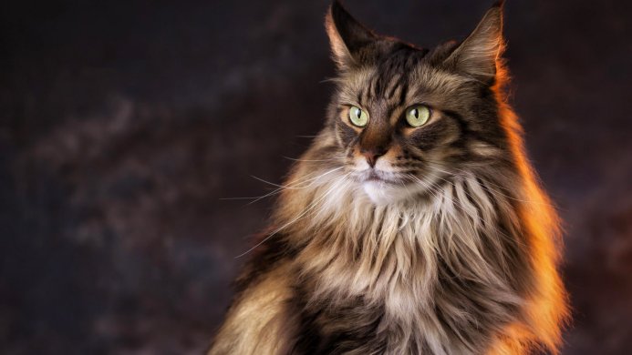 A beautiful Maine Coon cat with green eyes, brown and black fur, with a blurry background