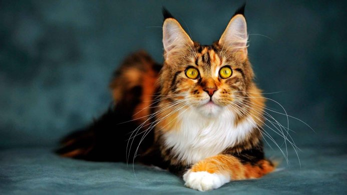 Portrait of a Maine Coon cat with yellow eyes and long whiskers on a dark background
