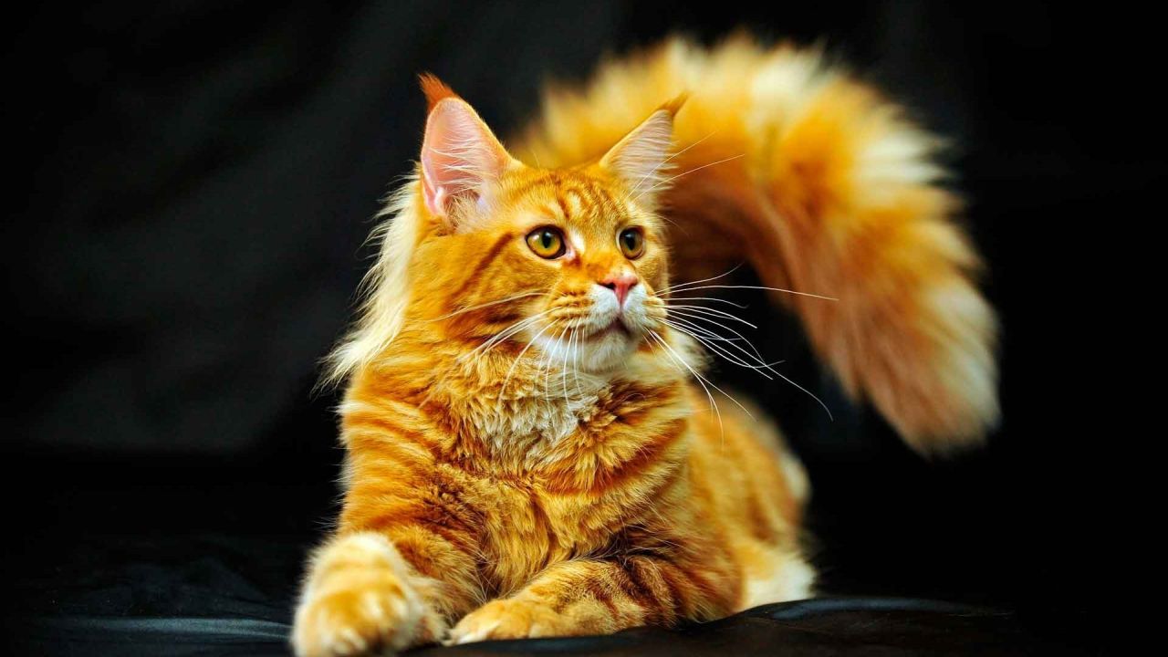 Ginger Maine Coon cat portrait on black background