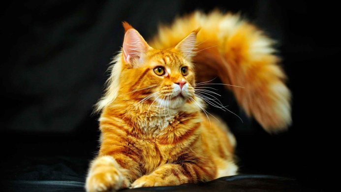 An orange Maine Coon cat lying down on a black background