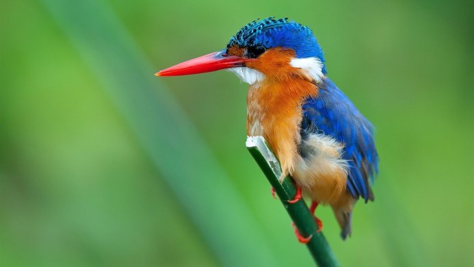 A vibrant Malachite Kingfisher perched on a green stem