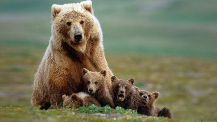 A mother bear with her four cubs in a grassy field