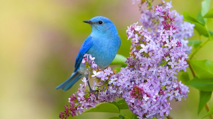 A Mountain Bluebird perched on a branch of lilac flowers