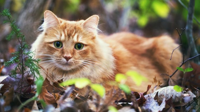 An orange cat lying in autumn leaves with green eyes looking at the camera