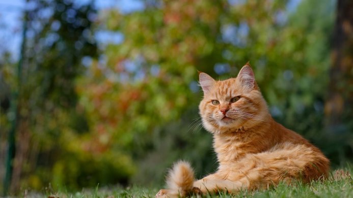 Orange cat lying on the grass in a park on a sunny day