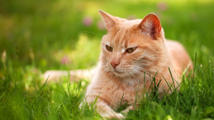 An orange cat lies in the green grass