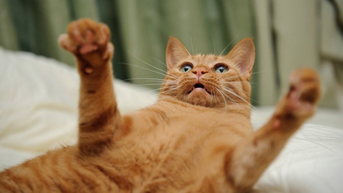 Orange tabby cat lying on its back with paws up