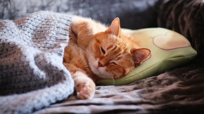 Orange cat sleeping on a green pillow, covered with gray blanket