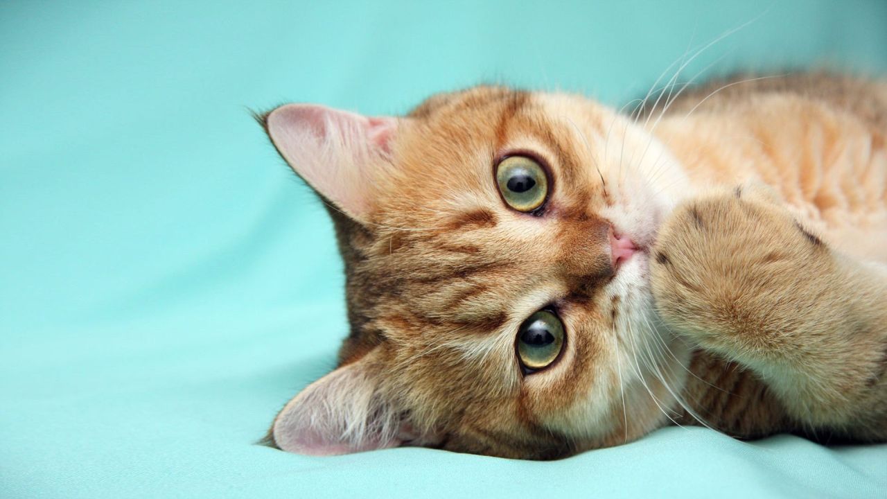 Ginger cat with green eyes lying on blue background
