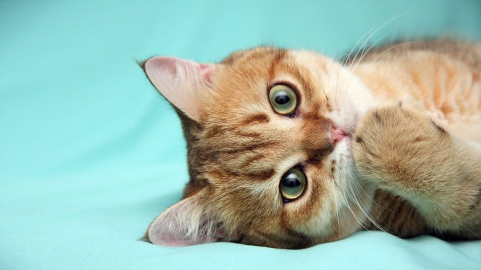 Orange cat lying on a turquoise background, looking at the camera with its green eyes