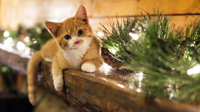 An orange and white kitten rests on a wooden surface next to a pine bough