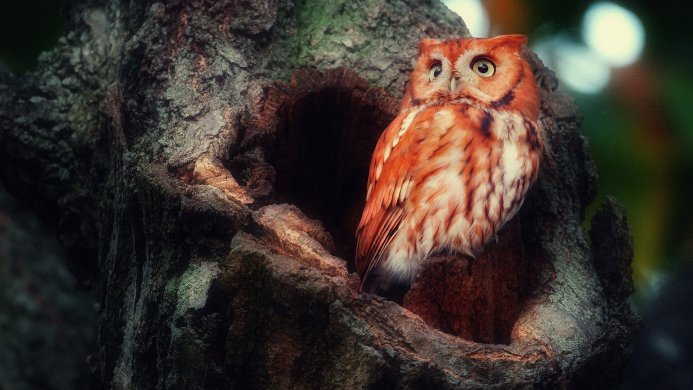 An orange owl perched in a hole in a tree trunk