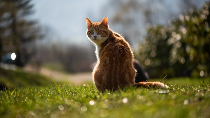 Orange tabby cat sitting in green grass, looking at the camera