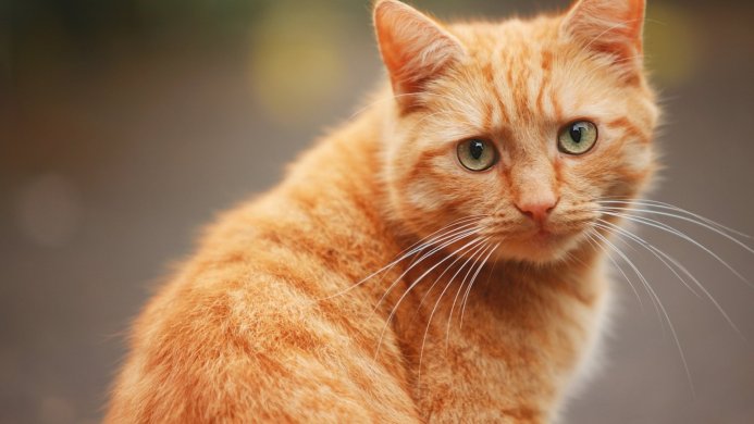 Close-up portrait of an orange tabby cat with green eyes and white whiskers