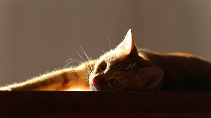 Orange tabby cat resting on a wooden surface in warm sunlight
