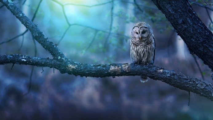Owl sitting on a branch in a dark forest at night