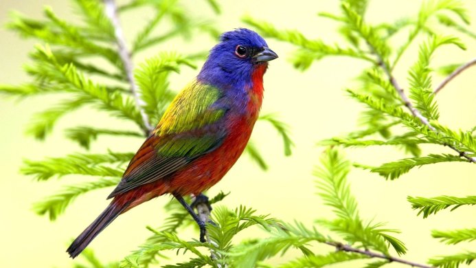 A brightly colored Painted Bunting perched on a green branch