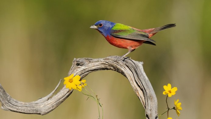A painted bunting perched on a branch with yellow flowers