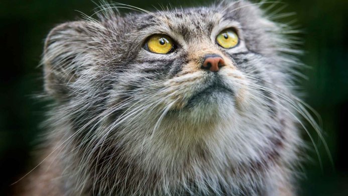 Close-up of a Pallas's cat looking up, with striking yellow eyes