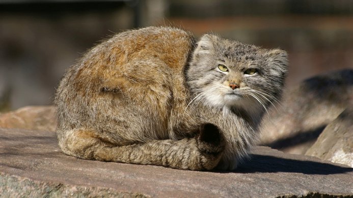 A Pallas's cat curled up on a rock, looking directly at the camera