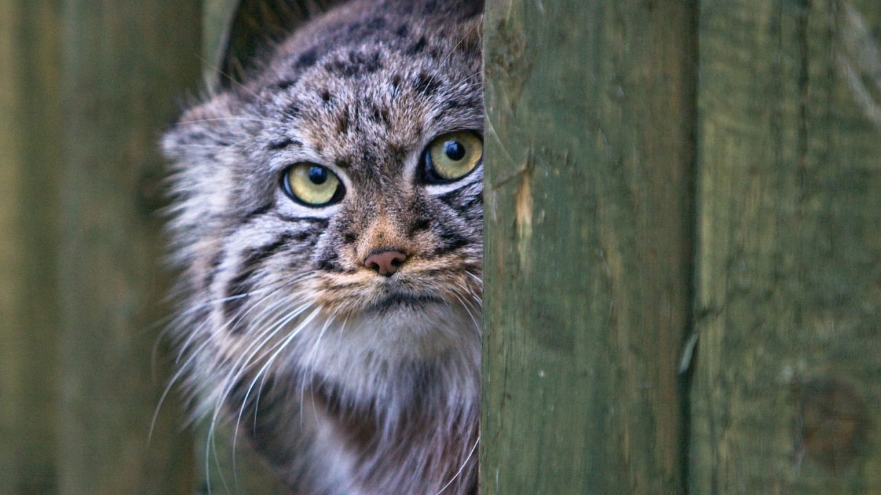 Pallas cat peeking from behind wood